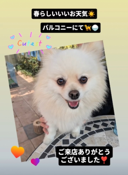 昨日のワンちゃん