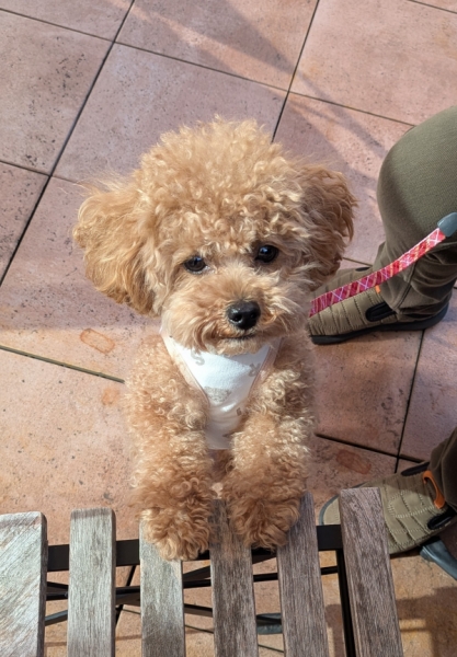 昨日のワンちゃん