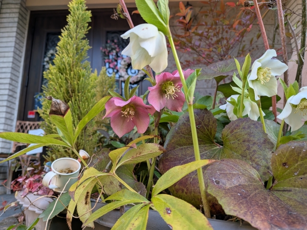 クリスマスローズ