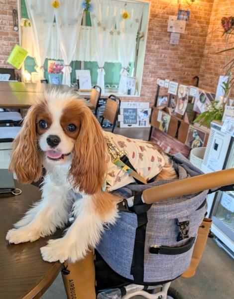 昨日のワンちゃん