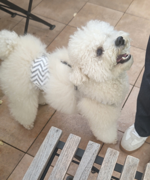 昨日の犬
