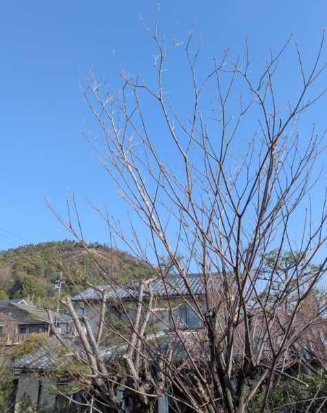 バルコニーから大文字