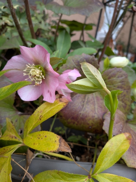 クリスマスローズ